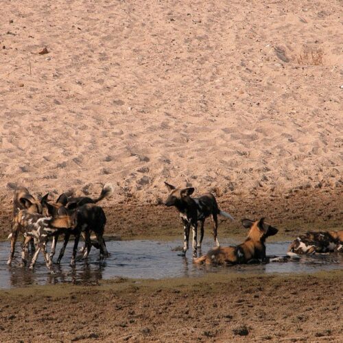 Explore Ruaha