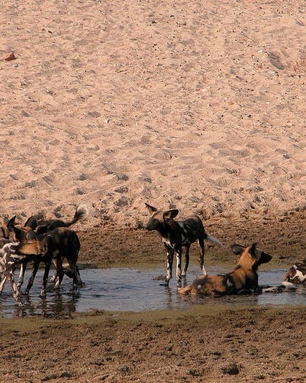 Explore Ruaha