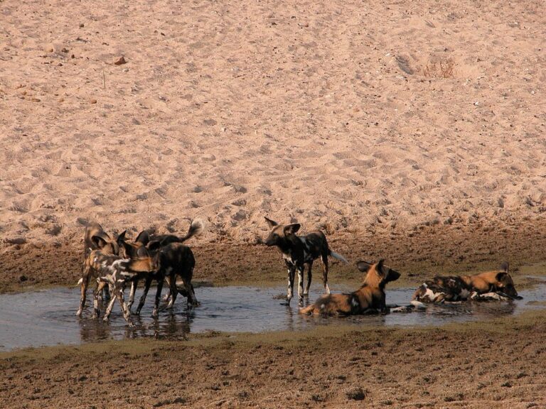 Explore Ruaha