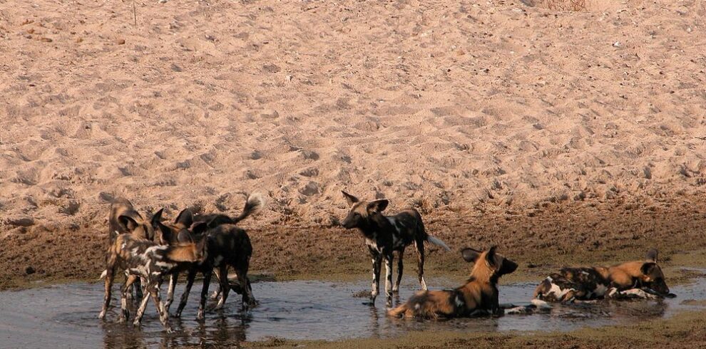 Explore Ruaha