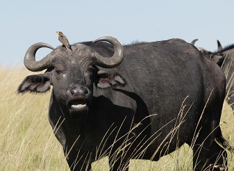 Maasai Mara National Reserve in Kenya
